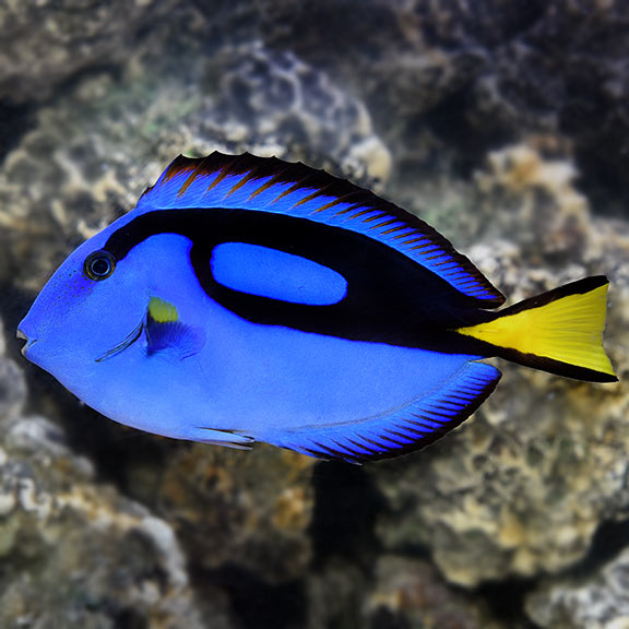 Blue Regal Tang