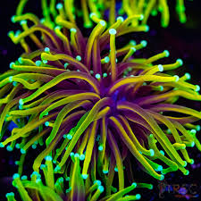 Torch Coral